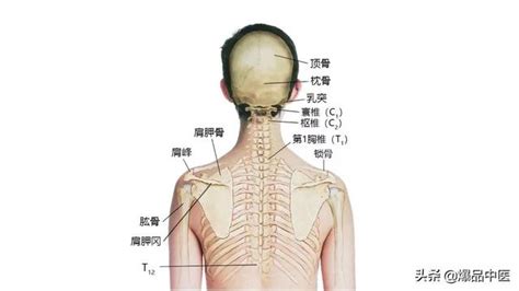 脖子下面的骨頭|脖子后面凸起一块，是不是颈椎出问题了？